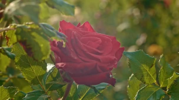Fresh red rose in slow motion moving on wind — Stock Video
