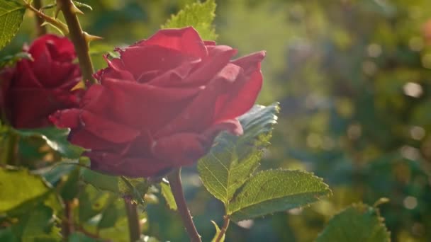 Primo piano di giardino rosa retroilluminato al rallentatore — Video Stock