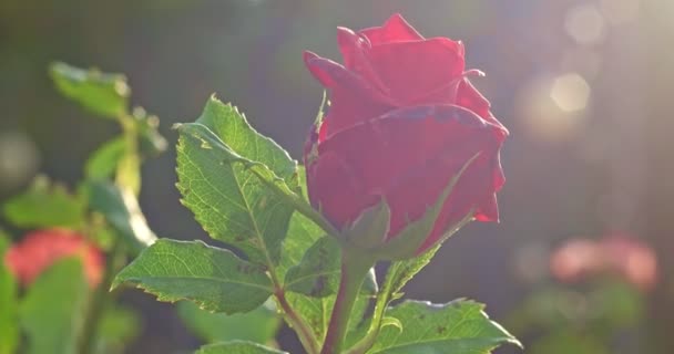 Rose sur buisson gros plan dans le jardin botanique en 4k. Rose tendre en fleurs dans le jardin rétro-éclairé avec des fusées éclairantes — Video