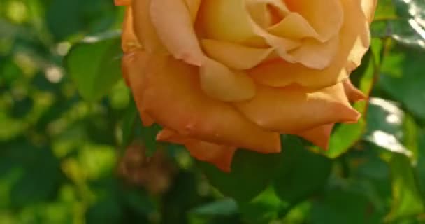 Rosa amarilla floreciendo arbusto floreciente en el jardín botánico en 4k DCI tiro de cerca. Flor tierna rosa amarillenta en el jardín — Vídeos de Stock