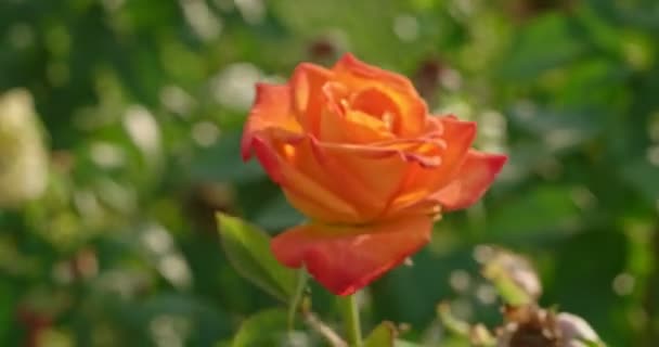 Rosa arancione fioritura cespuglio di fiori in giardino botanico in 4k risultati da vicino. Tenero fiore fiorito rosa in giardino retroilluminato — Video Stock