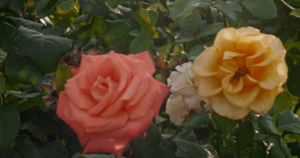 Ретро-кадры с садовыми розами и мигающим солнечным светом — стоковое видео