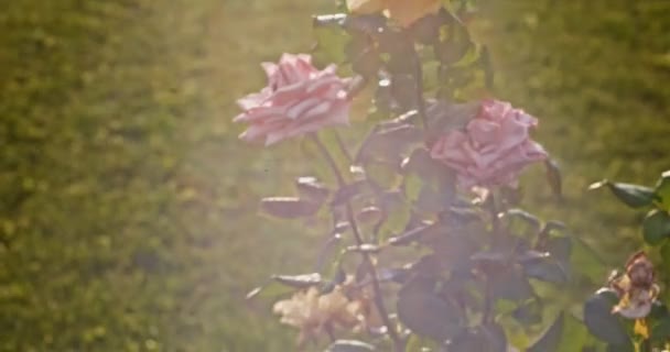 Retro Anmutende Aufnahmen Von Rosen Garten Mit Hintergrundbeleuchtung Gefärbte Farben — Stockvideo