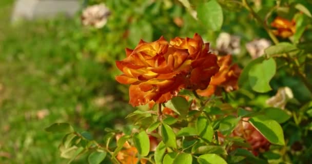 Handhel shot of orange roses — Stock Video