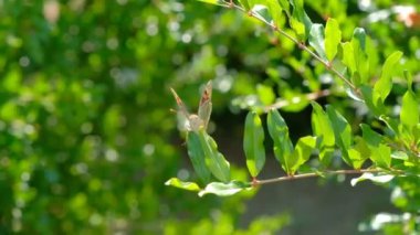 Kelebek giriyor el atış bulanıklık