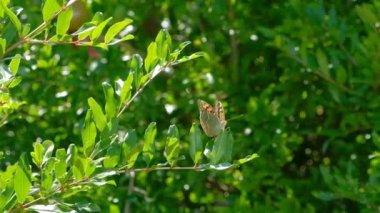 Vahşi kelebek bir dalda oturan.
