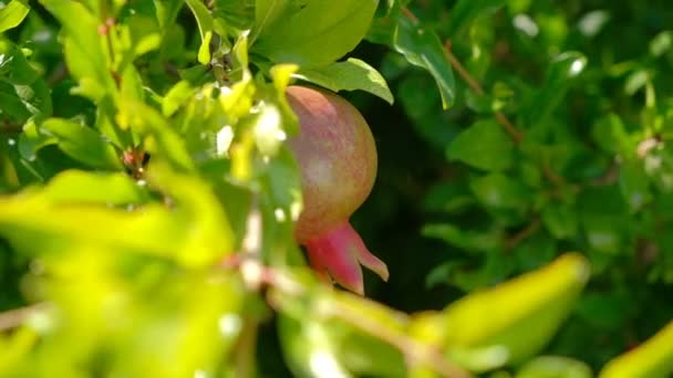 Granatäpple frukt på träd rör sig med vinden. — Stockvideo