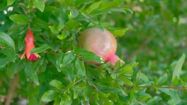Granaatappel Fruit op boom verplaatsen met Wind In de boomgaard. — Stockvideo