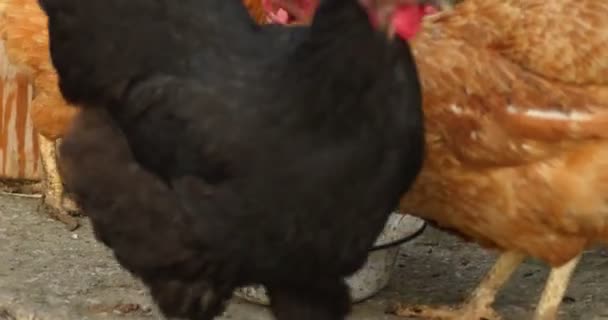 Many Hens Pecking Metallic Bowl Organic Farming Concept — Stock Video