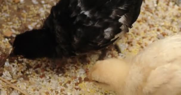 Galline da centro commerciale beccare grano sul pavimento del pollaio — Video Stock