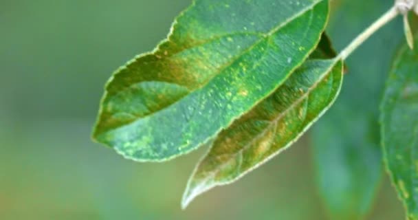 Insectos en hojas verdes con daño macro disparo de mano — Vídeo de stock