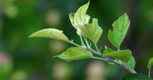 Primer plano de las hojas verdes frescas — Vídeo de stock