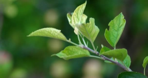 Fechar as folhas verdes frescas — Vídeo de Stock