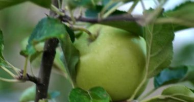 Elma ağacının dalları üzerinde olgunlaşmamış yeşil elma meyve ile makro