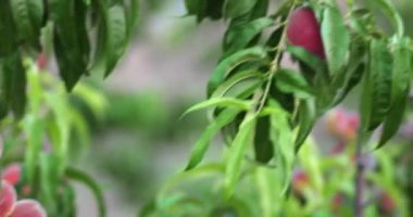 Şeftali meyve dalı