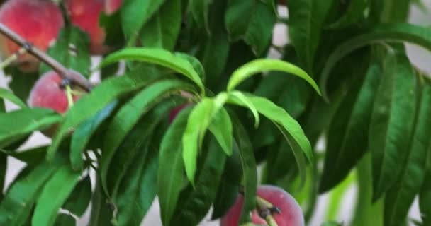 Ροδάκινο δέντρο με φρούτα από κλαδιά χειρός βολή — Αρχείο Βίντεο