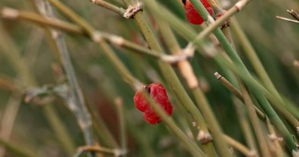 Στελέχη του άγριο χόρτο με μούρα στις κορυφές — Αρχείο Βίντεο