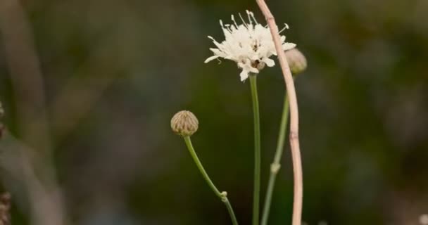 Pequeño floret macro toma de mano — Vídeos de Stock