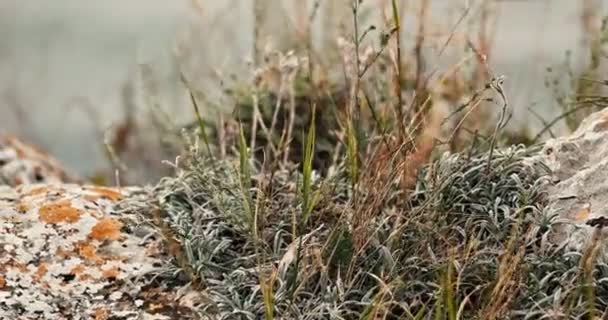 Bosjes van gras groeit in rots spleet — Stockvideo