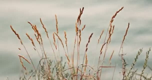 Spiclets de hierba seca de otoño — Vídeo de stock