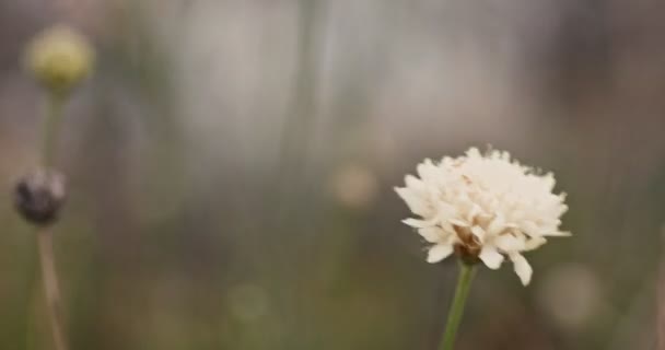 Makro av blommor huvuden fladdrande på vinden — Stockvideo
