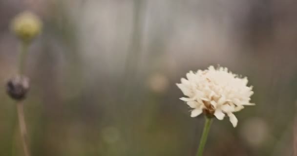 Makro hlavy květiny vlající ve větru — Stock video