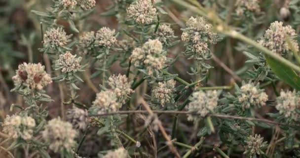 Muchas flores silvestres del desierto — Vídeo de stock