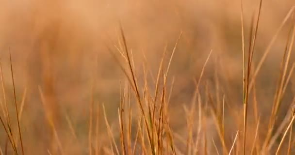 Grasss はためく風マクロ撮影で乾燥します。 — ストック動画
