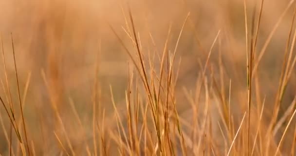 Kuru sonbahar çimleri, üç uçak makro — Stok video