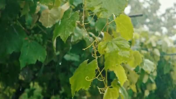 Pioggia pesante in giardino. Foglie di uva verde in movimento lento — Video Stock