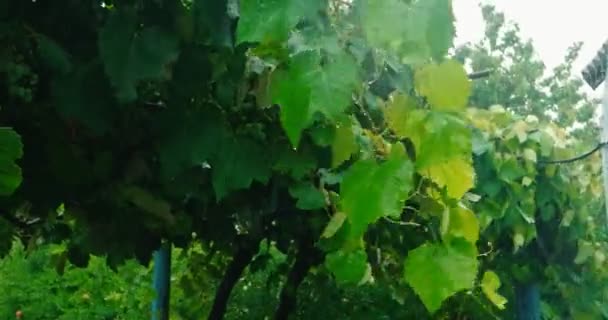 Chuva pesada no quintal batendo uvas decorativas duras — Vídeo de Stock