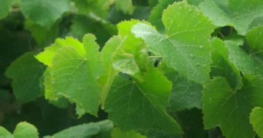 Ağır çekim yağmur düşen üzerinde taze yaprak düşer