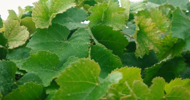 Gotas de lluvia cayendo en hojas de uva en cámara lenta — Vídeo de stock