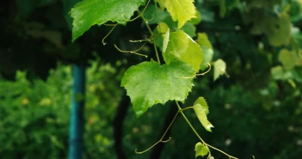 Ramita de uva con joven deja cámara lenta bajo la lluvia — Vídeos de Stock