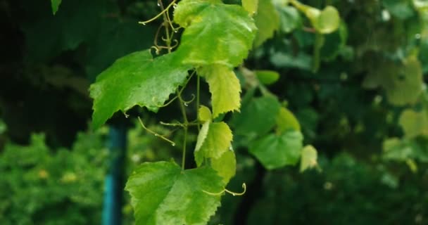 Twig of the grape with green leaves under downpour — Stock Video