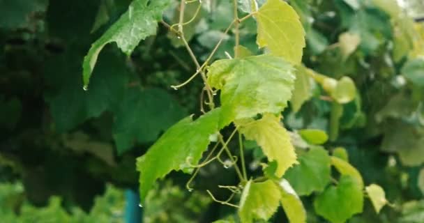 Rallentamento delle foglie verdi sotto la pioggia — Video Stock