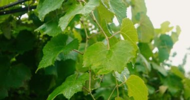 Yağmurlu günde gökten yağıyor su ile bahçesinde