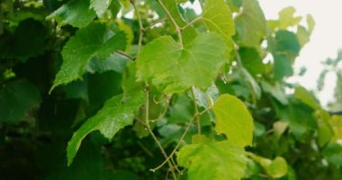 Şiddetli yağmur yeşil yaprakları ile üzüm dal