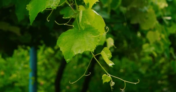 Ramita de uva obturadora bajo fuerte lluvia — Vídeo de stock
