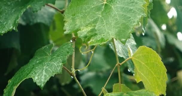 Zbliżenie zielony liści winogron w deszczowy dzień — Wideo stockowe
