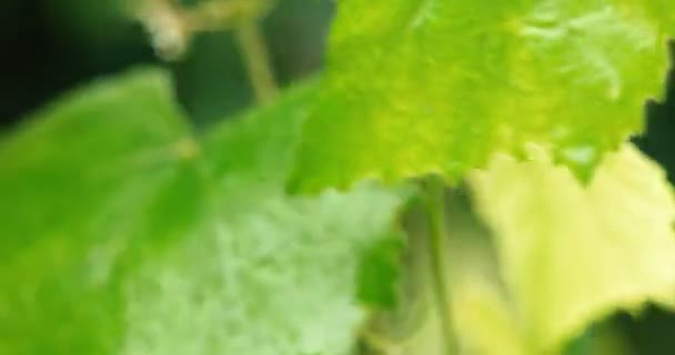 葡萄在风中移动的湿叶 — 图库视频影像