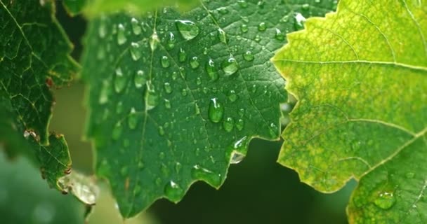 Gotas de wate em folhas verdes de uva — Vídeo de Stock