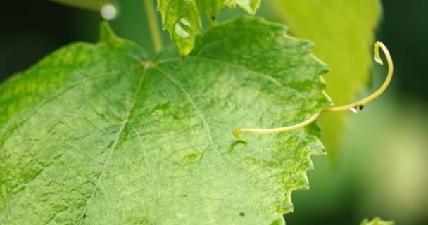 Макрос зеленого листя в дощовий день — стокове відео