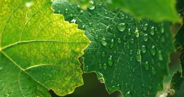 Macro plano de hojas verdes frescas con estructura venosa visible cubierta con gotas de agua — Vídeos de Stock