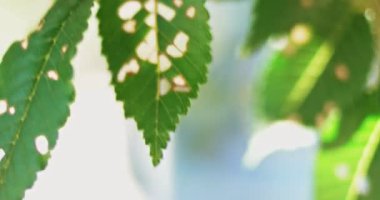 Karaağaç rüzgarla hareket yaz aylarında bozuk yaprakları