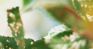 Rüzgarla hareket yaprakları zarar