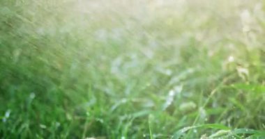 Sağanak arkadan aydınlatmalı, çim kaplı su damlaları