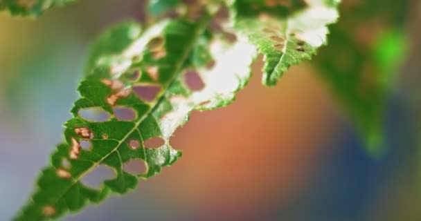 Гусеница повреждена зеленые листья дерева с большим количеством отверстий — стоковое видео