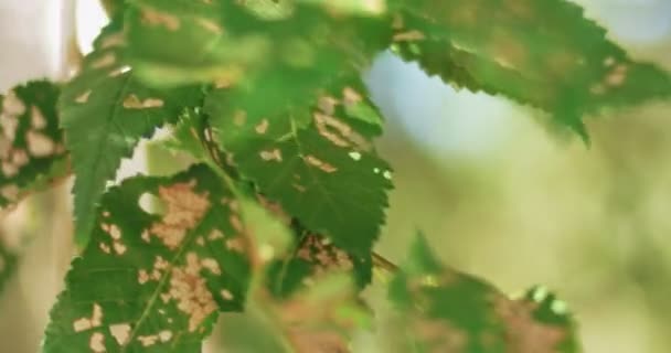Поврежденные листья движутся в направлении ветра — стоковое видео