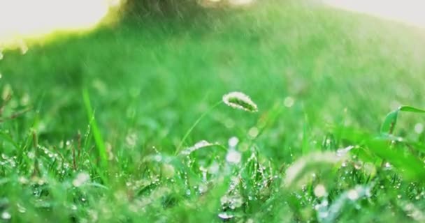 Lluvia Día Verano Vertiendo Sobre Hierba Verde Retroiluminada Enfoque Movimiento — Vídeos de Stock